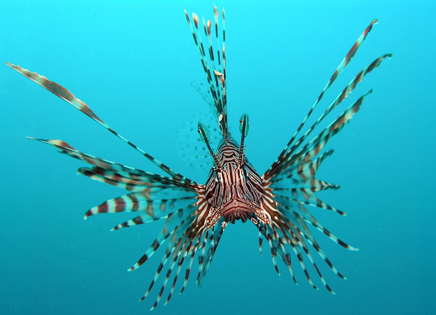Pesce Scorpione