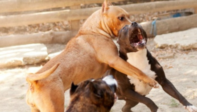 combattimenti tra cani a Palermo