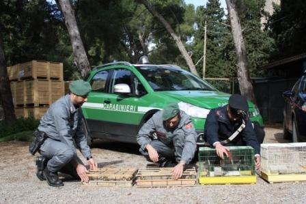 liberati dai carabinieri forestali 300 cardellini