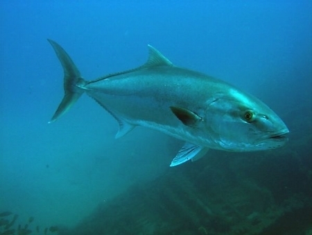 ricciola pescata a ustica