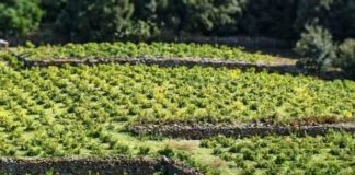 muretti a secco di pantelleria