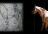 leonardo da vinci