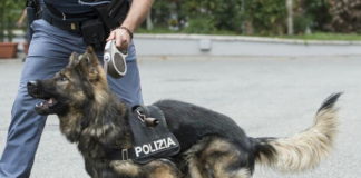squadra cinifili