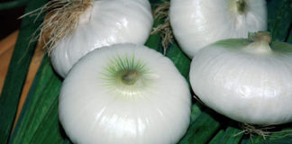 fake su coronavirus