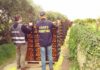 controlli alimentari in sicilia