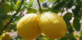 limone dell'etna