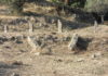 menhir di cerami